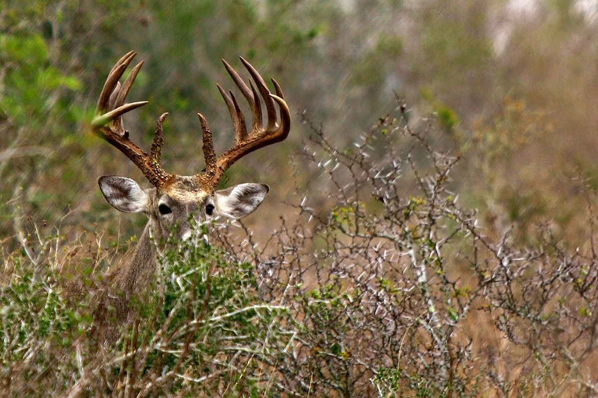 Pattern Early Season Public-Land Deer