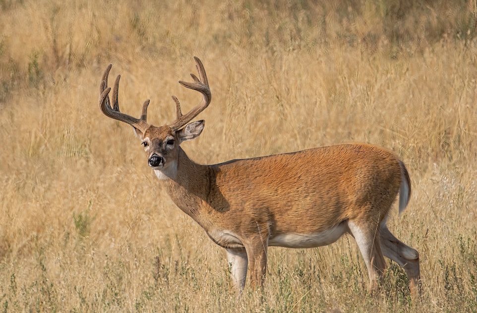Trail cameras