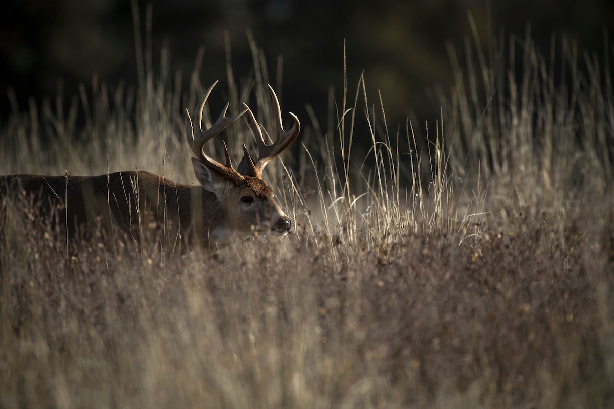 Best Trail Camera Locations by Month for Scouting Big Deer - HuntStand