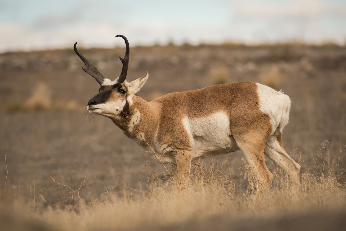 Caccia all'antilope con l'arco: consigli per iniziare - HuntStand