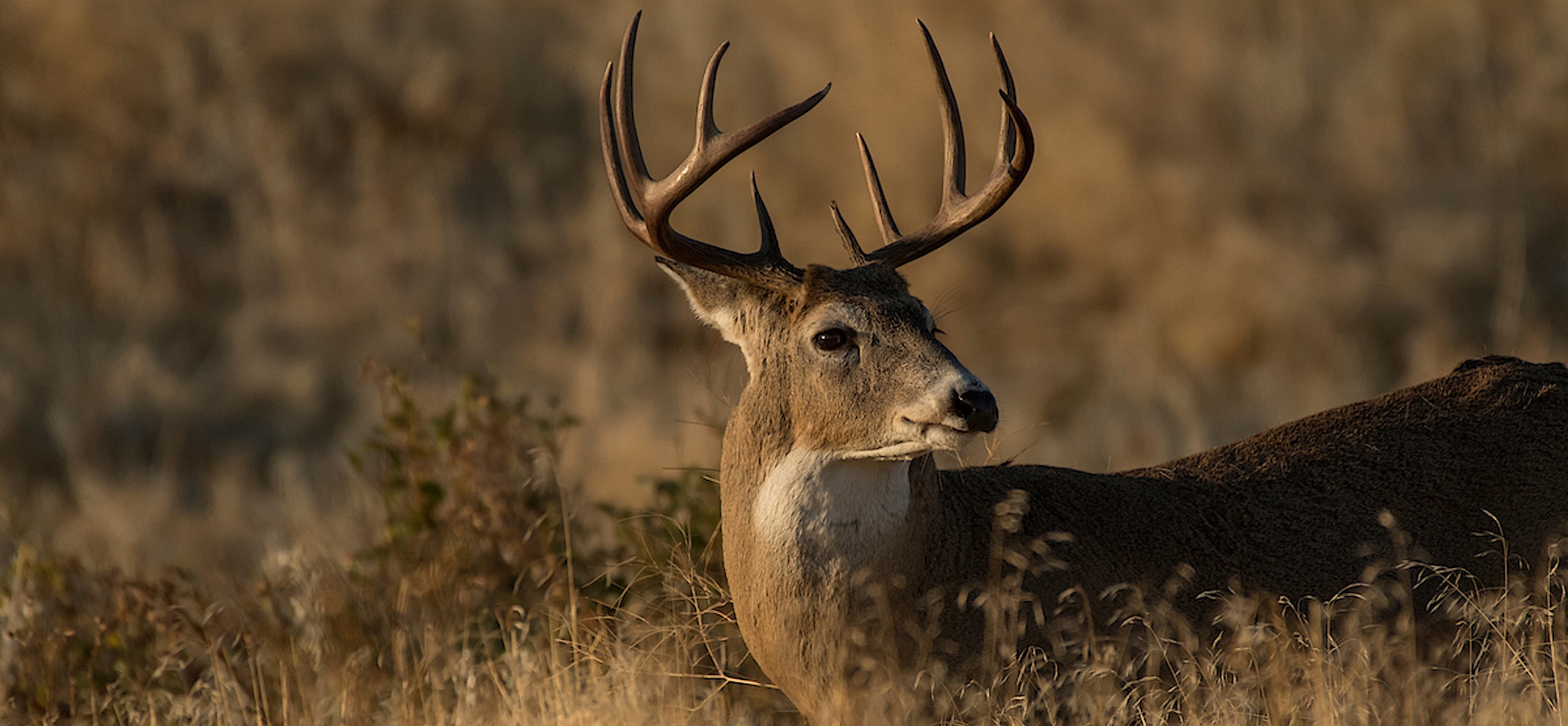 How to Find Killer Deer Hunting Funnels HuntStand