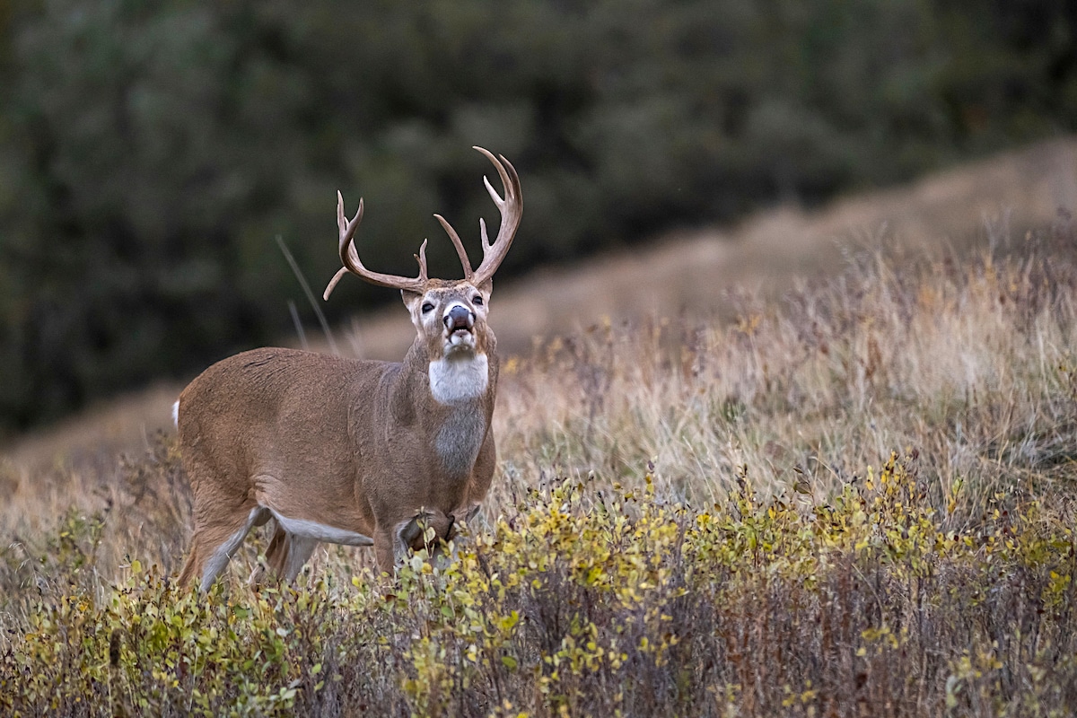 Deer Sixth Sense 2