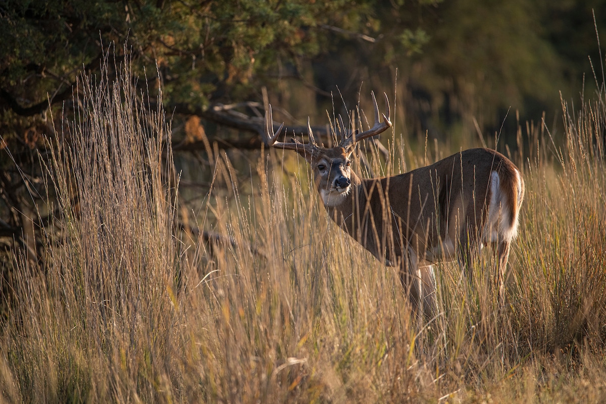 Natural Food Sources for Deer Every Hunter Should Know HuntStand