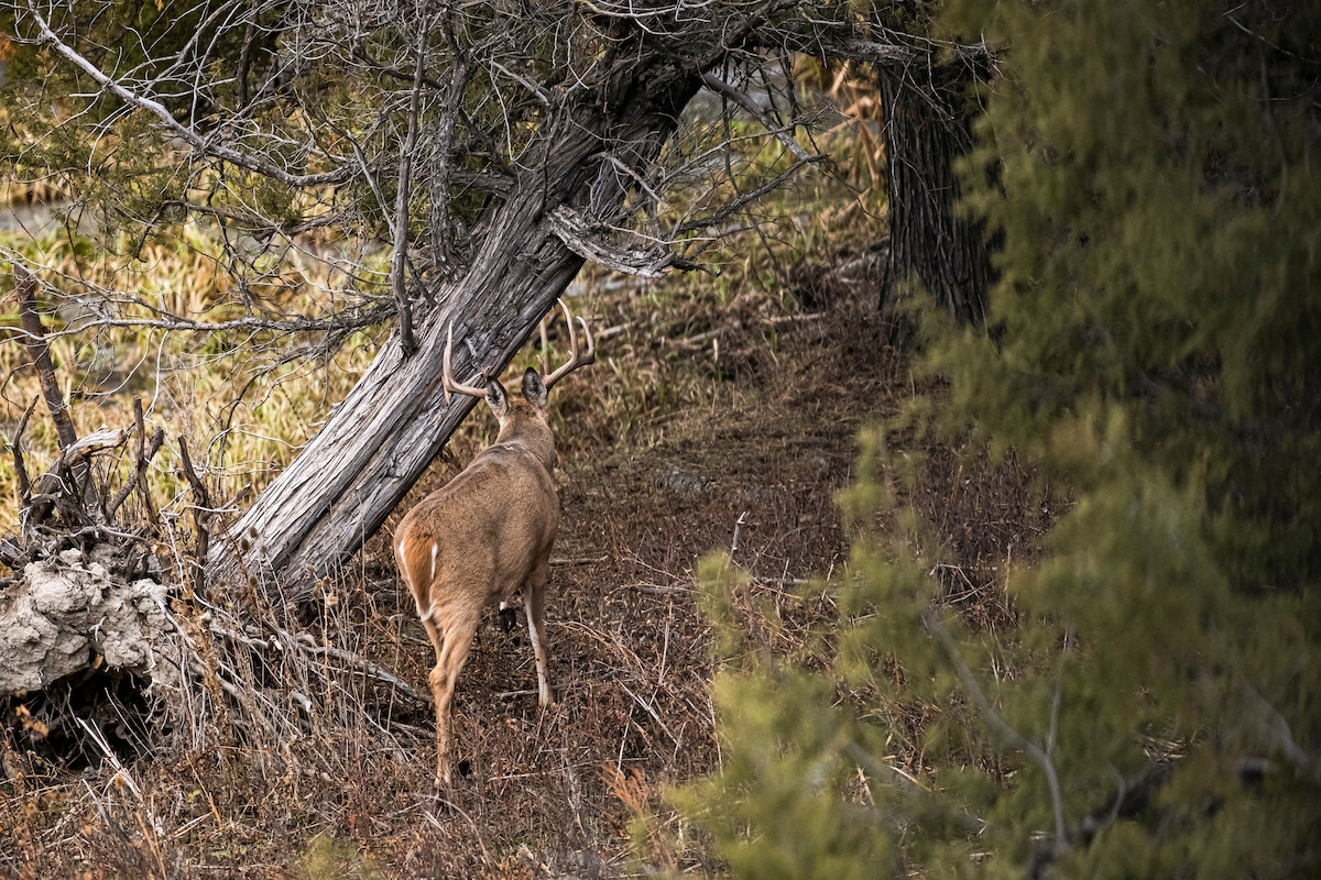 Natural Food Sources for Deer Every Hunter Should Know HuntStand