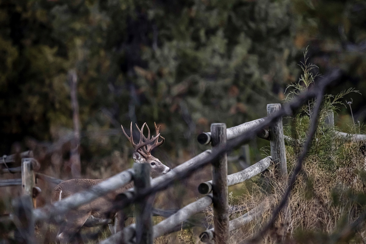 Natural Food Sources for Deer Every Hunter Should Know - HuntStand