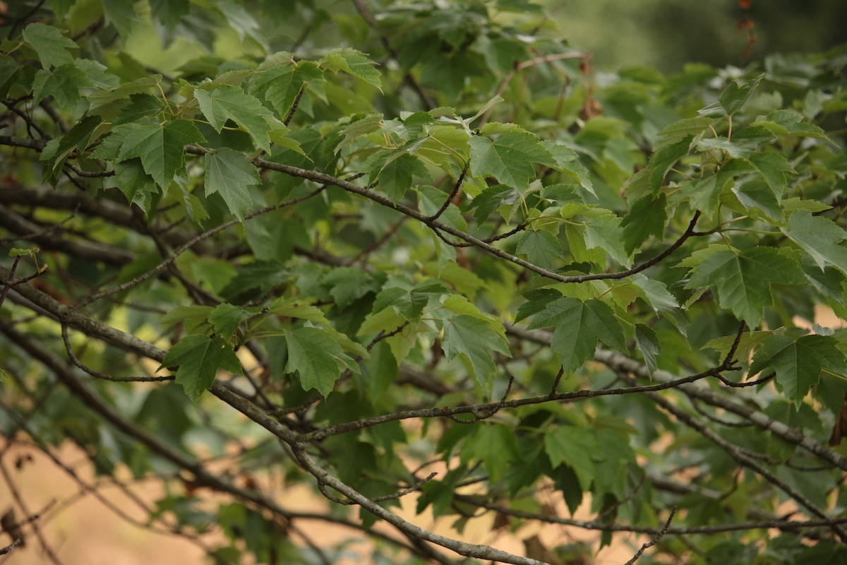 Natural Food Sources for Deer Every Hunter Should Know HuntStand