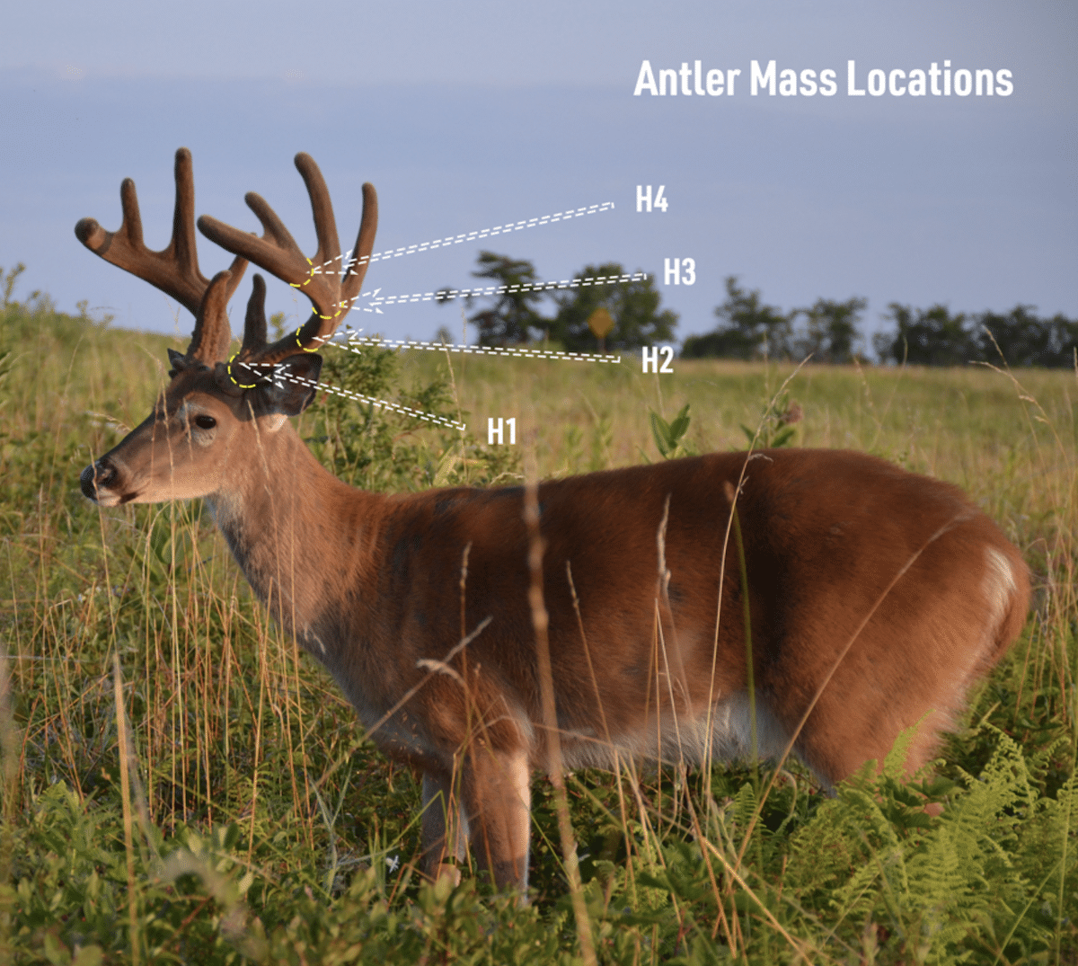 Here's a Guide To Scoring Your Whitetail's Rack