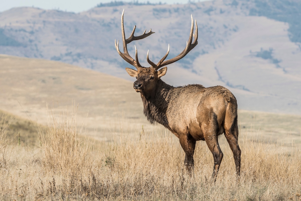 Public Land Elk Hunting: A Guidebook to Reality
