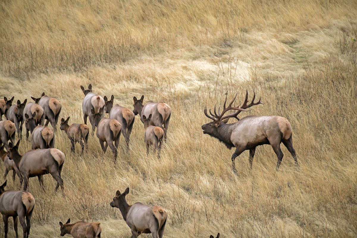 Public Land Elk Hunting: A Guidebook to Reality - HuntStand