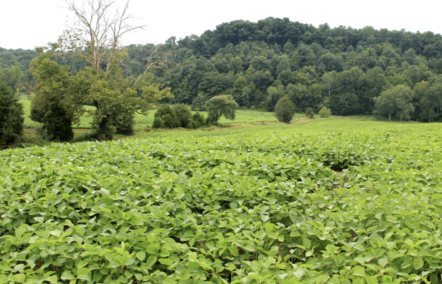 One Buck Tag to Fill? Hedge Your Bets with Multiple Game Plans.
