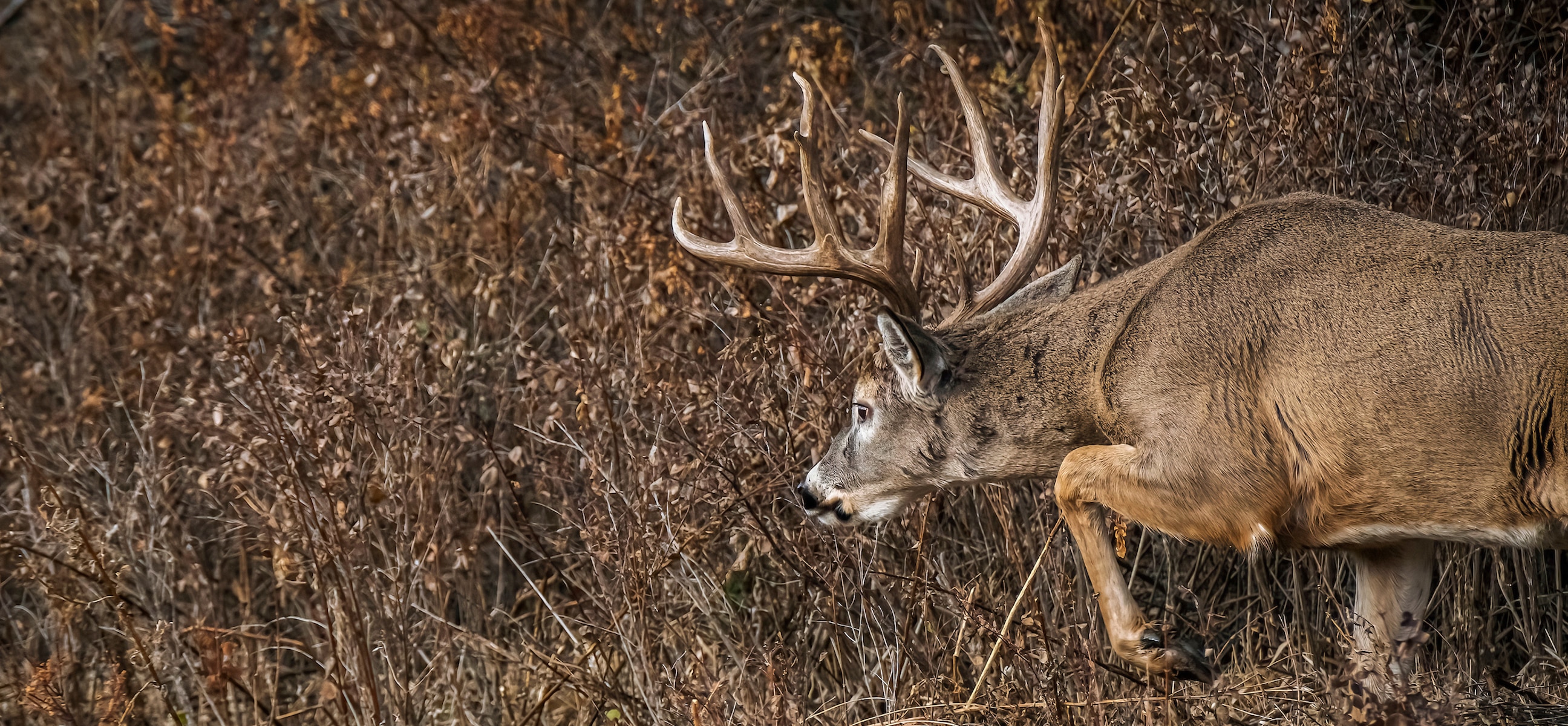 2023 Midwest Region Deer Season Forecast - HuntStand