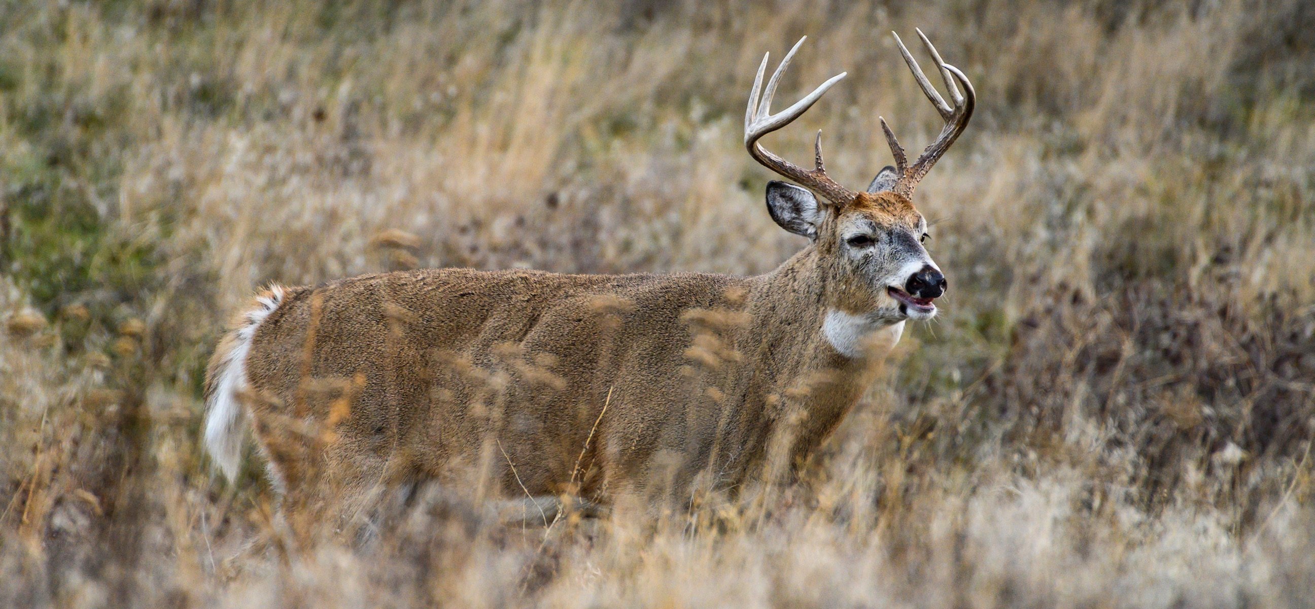 Deer Seasons & Bag Limits - Maryland Hunting