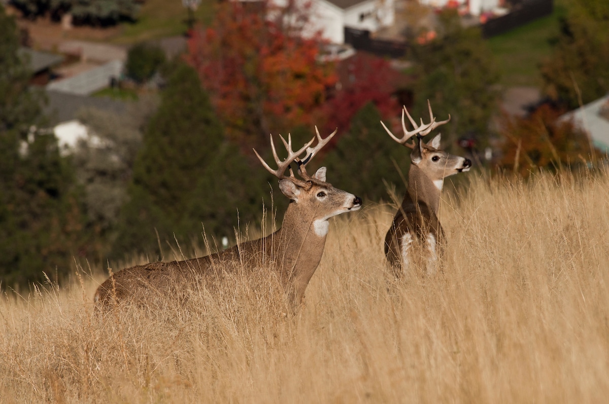 Deer Season Tn 2025 - Sandy Rozelle