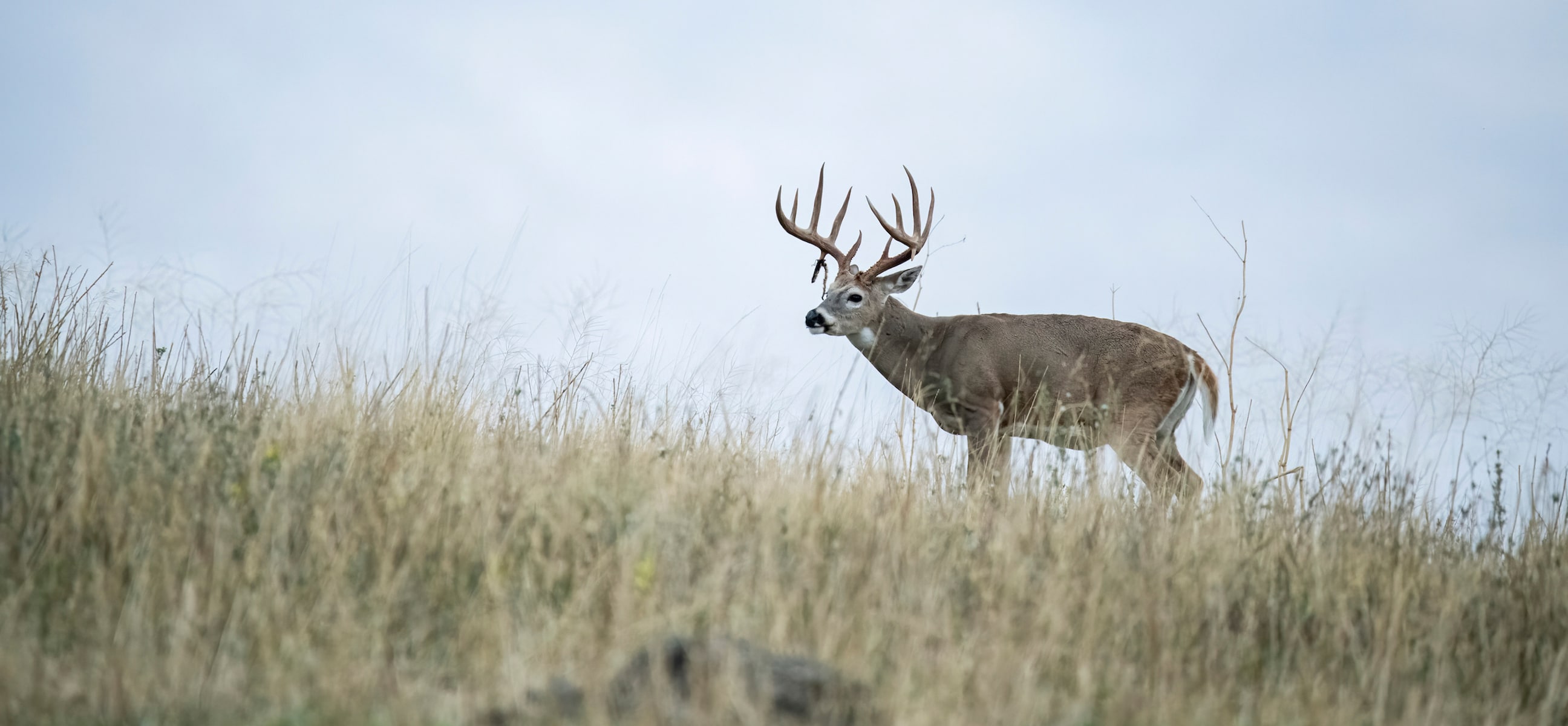 How to Properly Field Judge a Buck - Petersen's Bowhunting