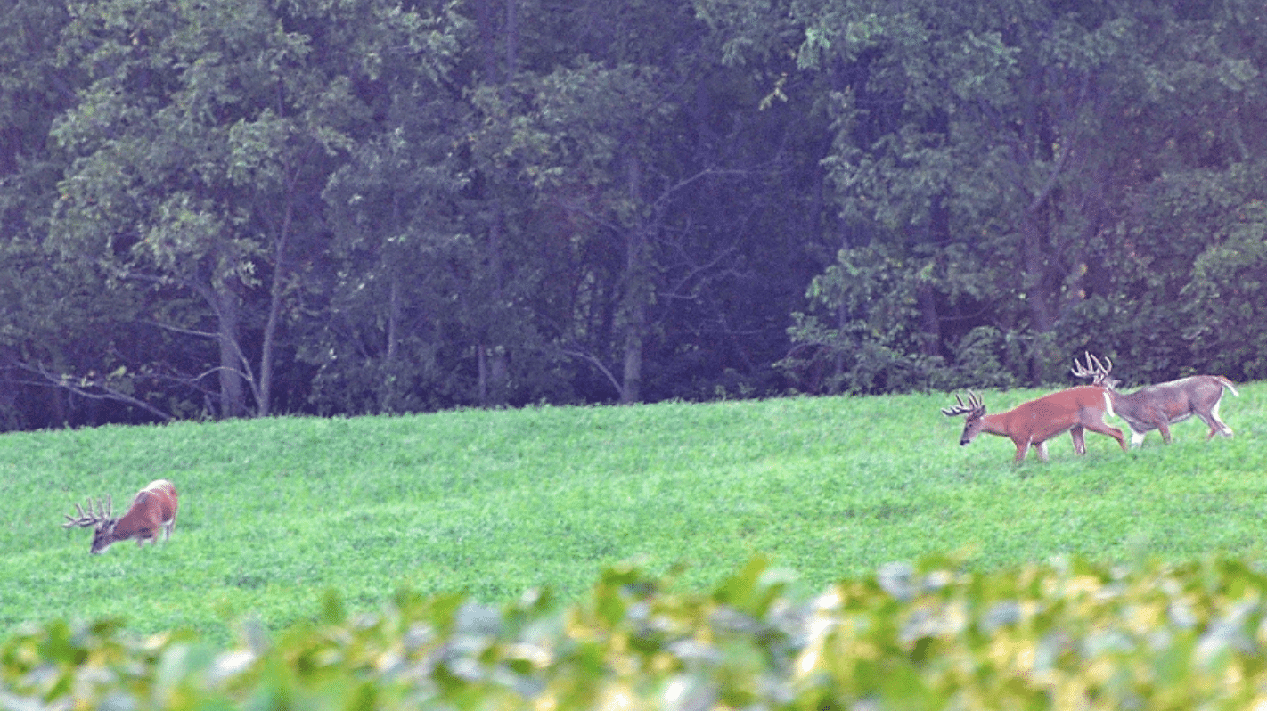 Bowhunting Whitetails 9 Steps to the Best Archery Opener of Your Life