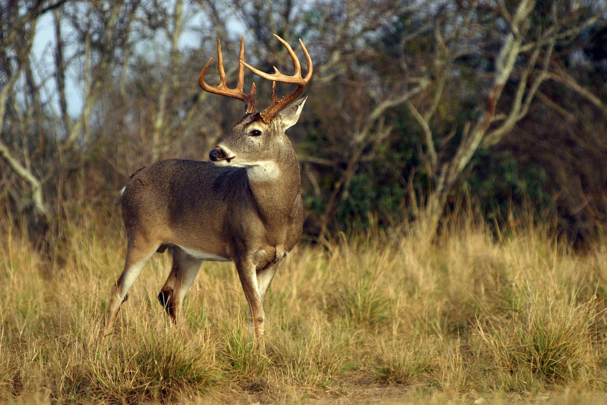 2024 Southeast Region Deer Season Forecast HuntStand
