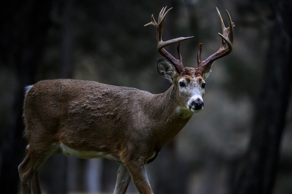 2023 Southeast Region Deer Season Forecast HuntStand