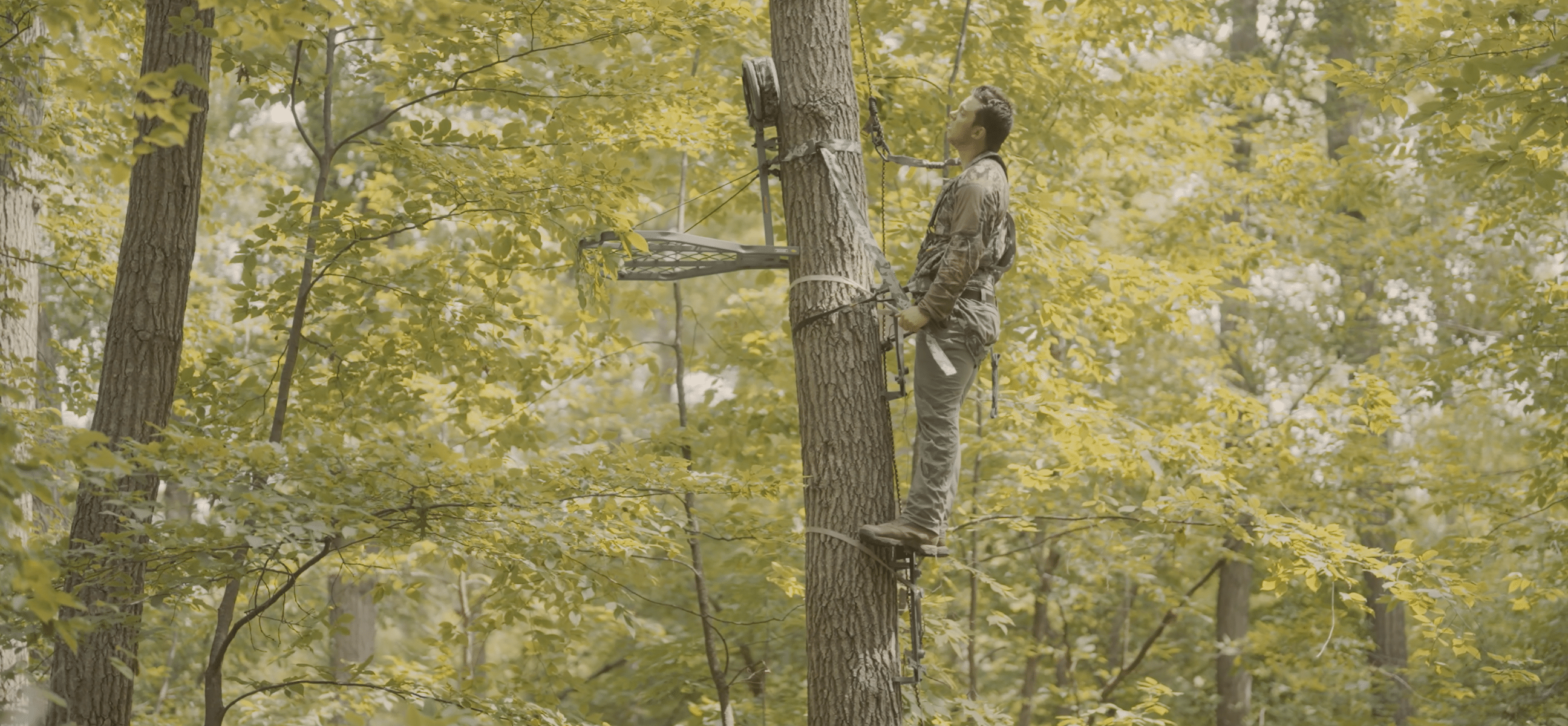 Hanging Treestands: Choosing the Best Tree on the Property