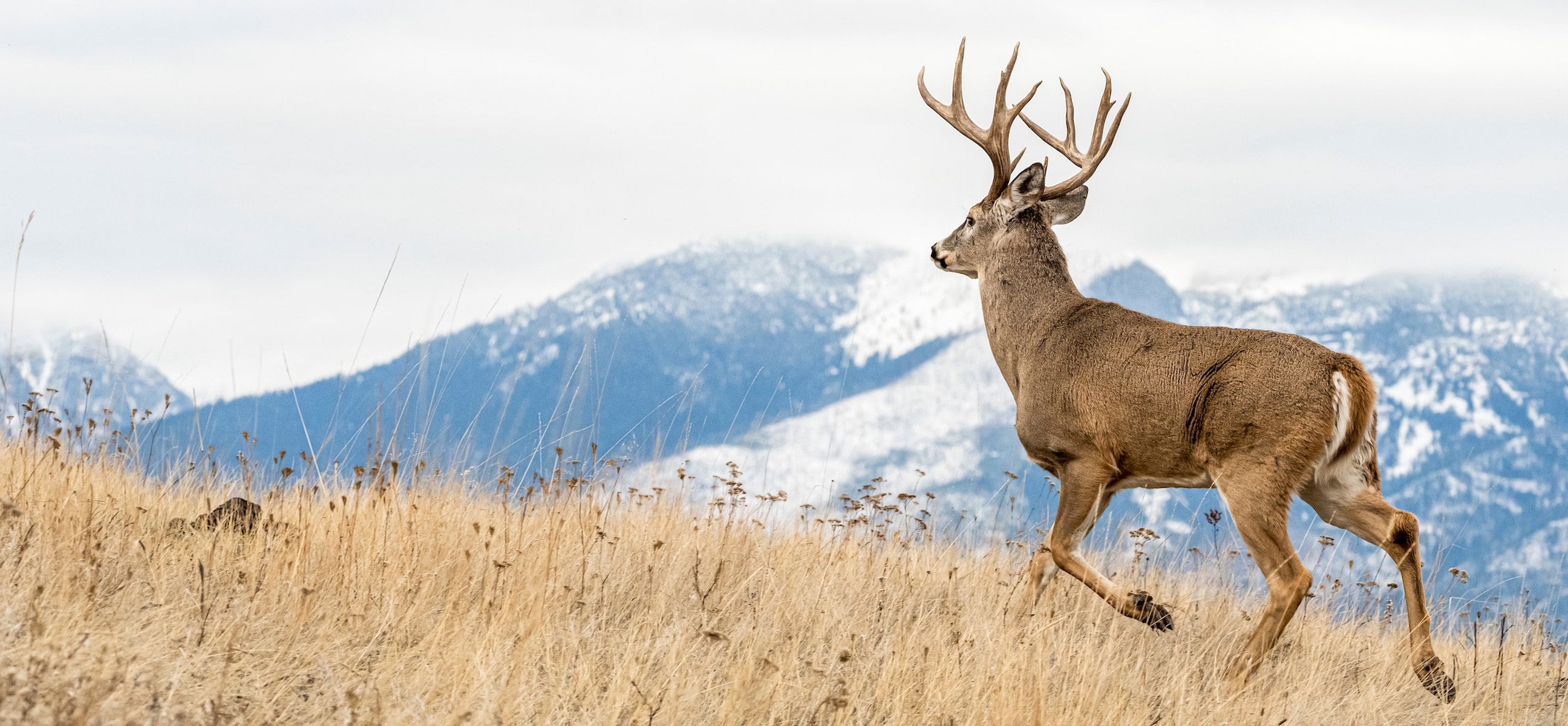 2023 West Region Deer Season Forecast - HuntStand