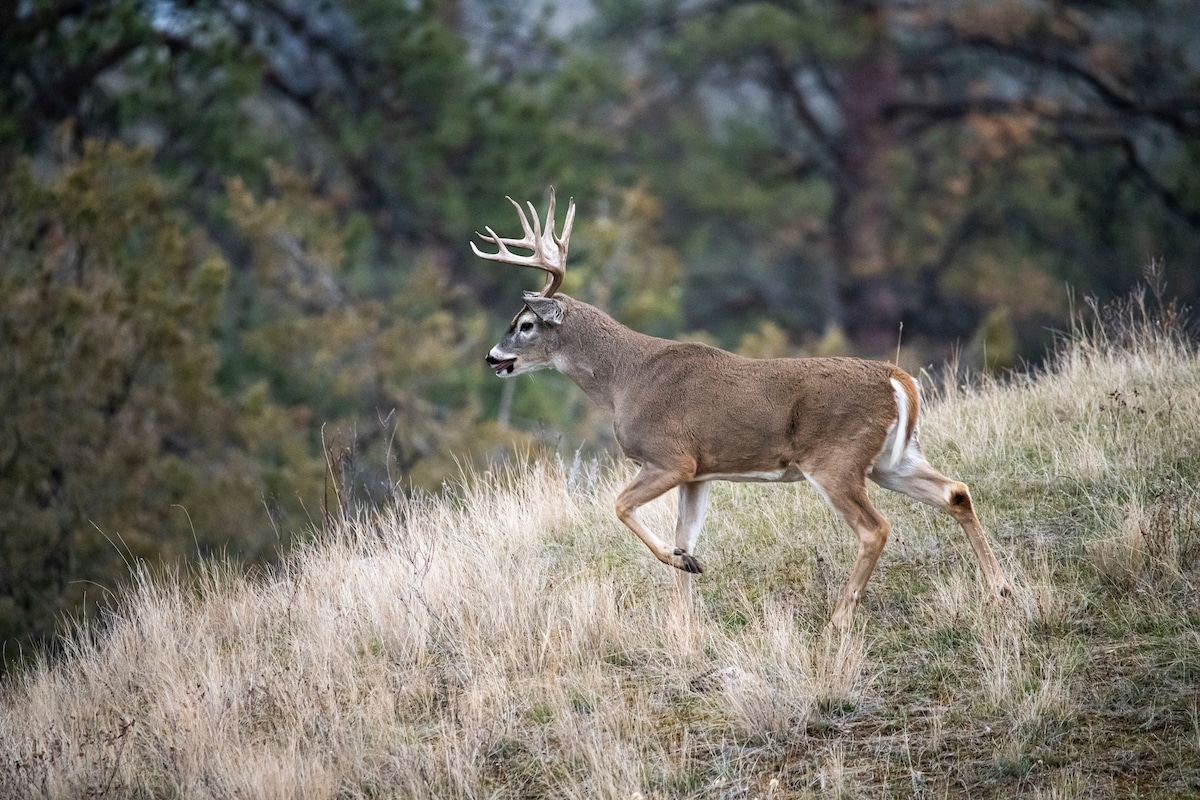 2023 West Region Deer Season Forecast HuntStand