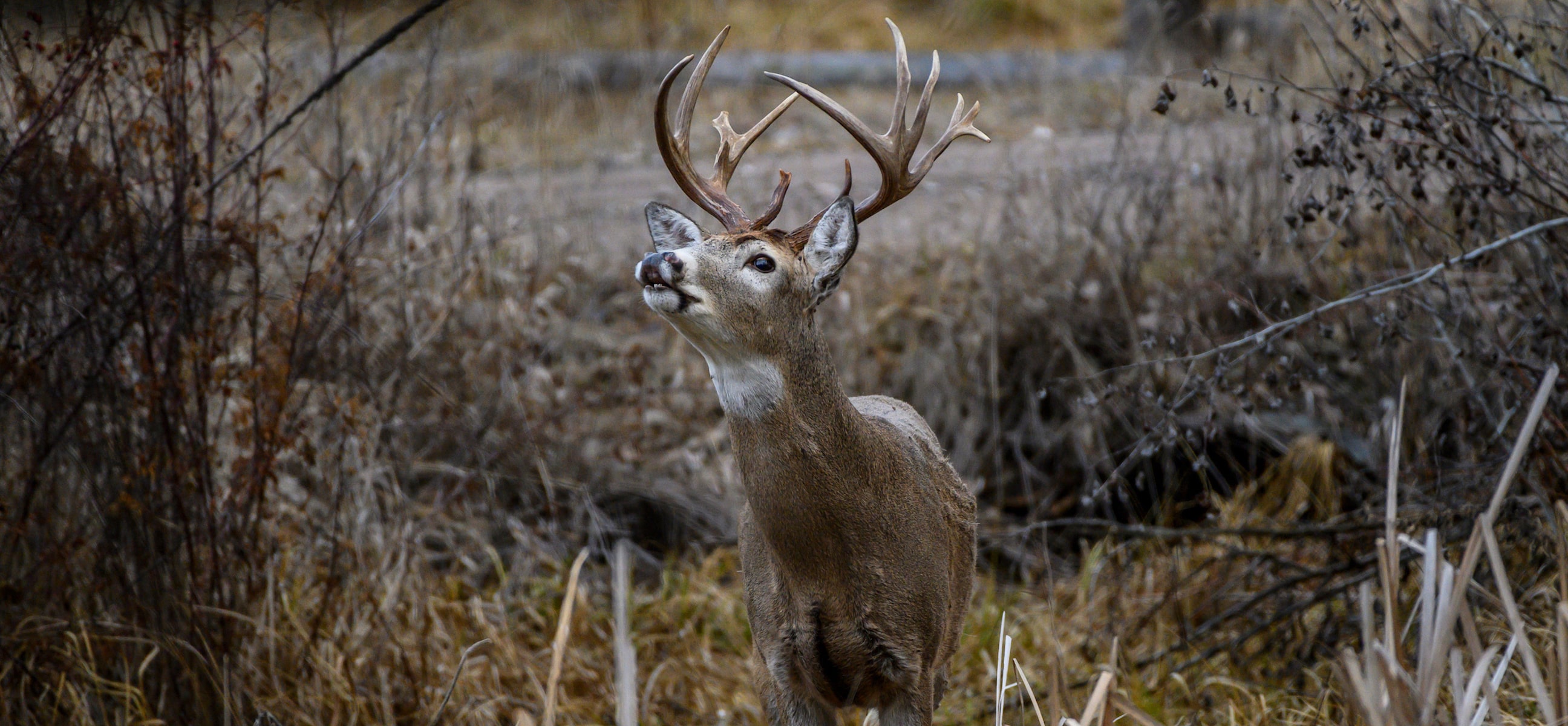 Hunter's Best Deer Scent