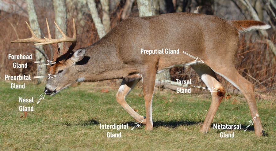 How Deer Communicate With Scent Glands