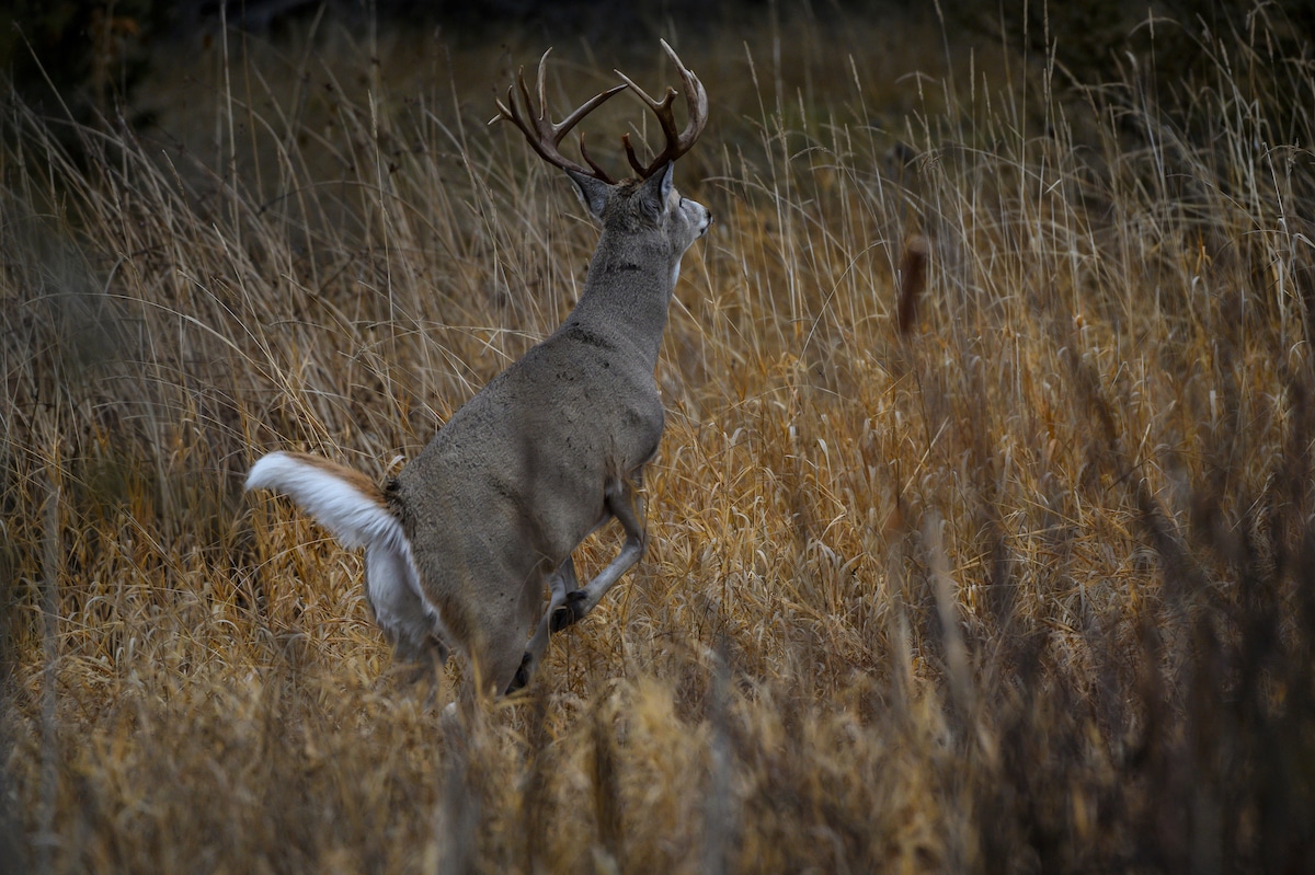 How Deer Communicate With Scent Glands HuntStand
