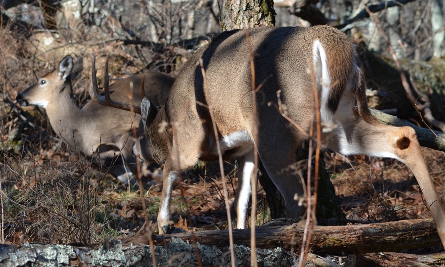 How Deer Communicate With Scent Glands HuntStand