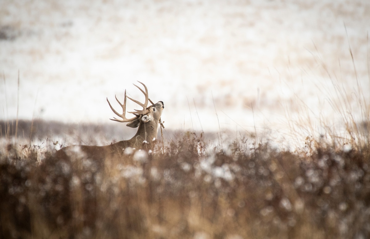 How Deer Communicate With Scent Glands HuntStand