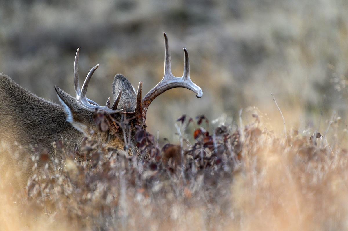 How Deer Communicate With Scent Glands HuntStand