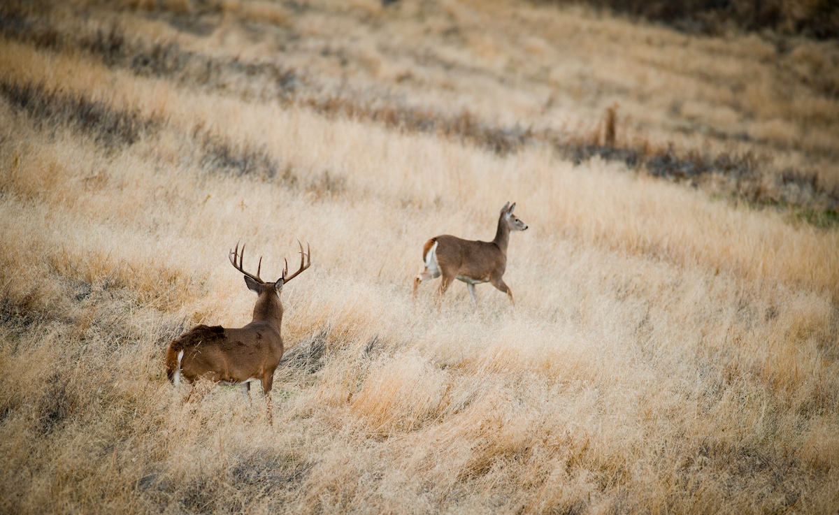 How Deer Communicate With Scent Glands HuntStand