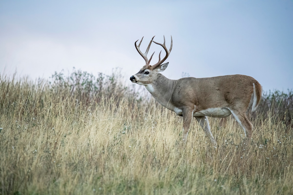 Early Season Stand Locations 3