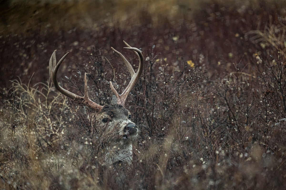 How To Shoot Bucks That Circle Downwind