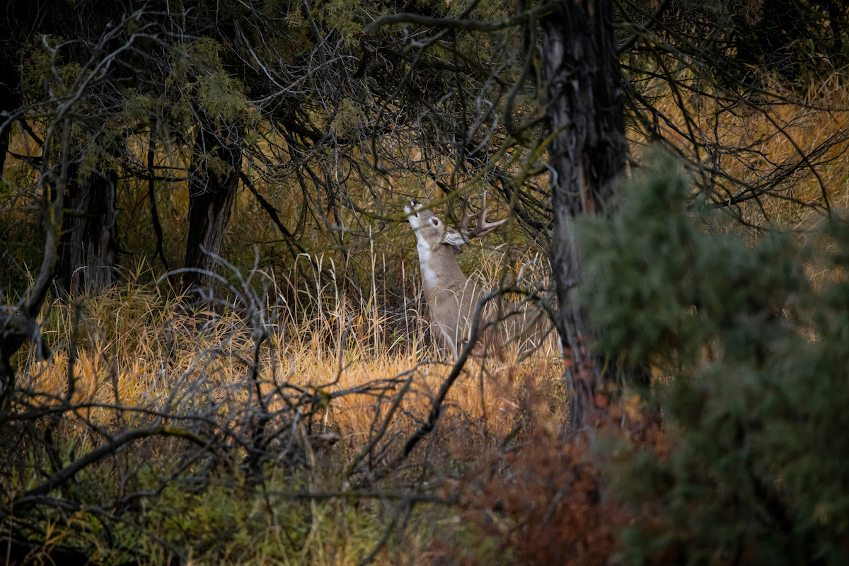8 Advanced Scrape Hunting Tips to Know HuntStand