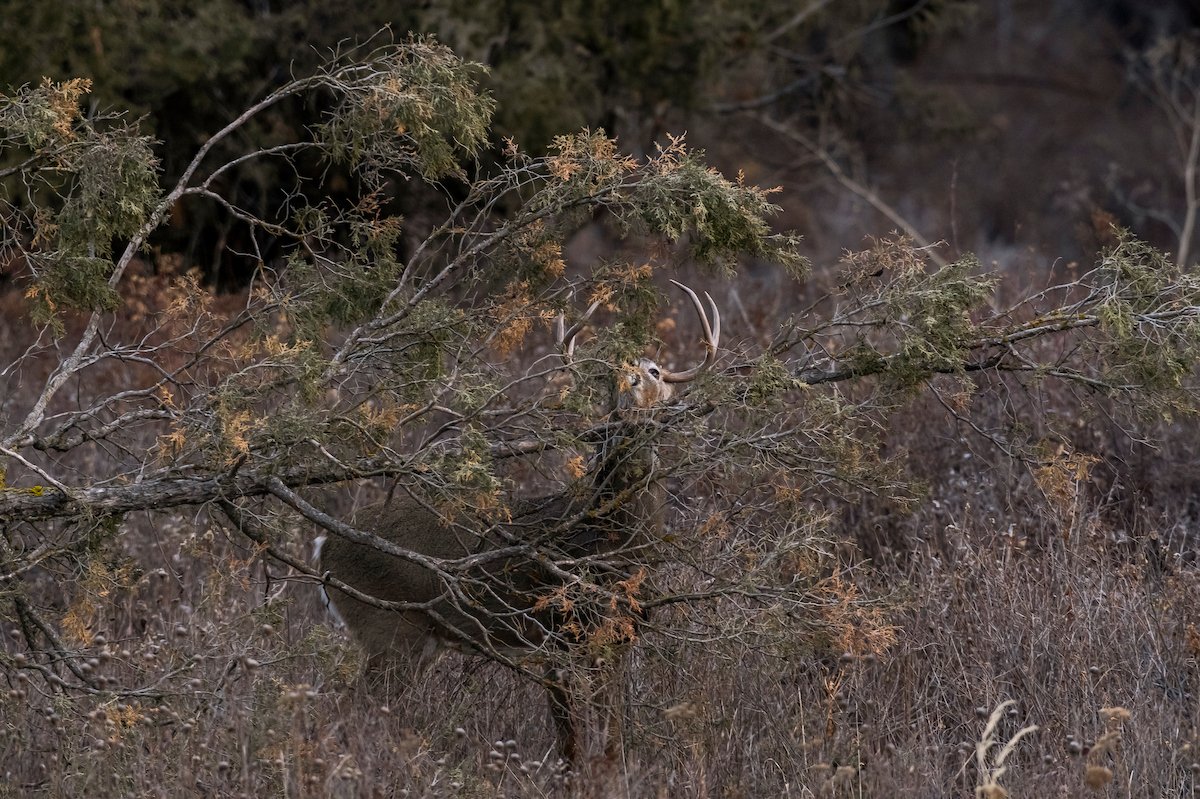8 Advanced Scrape Hunting Tips to Know HuntStand