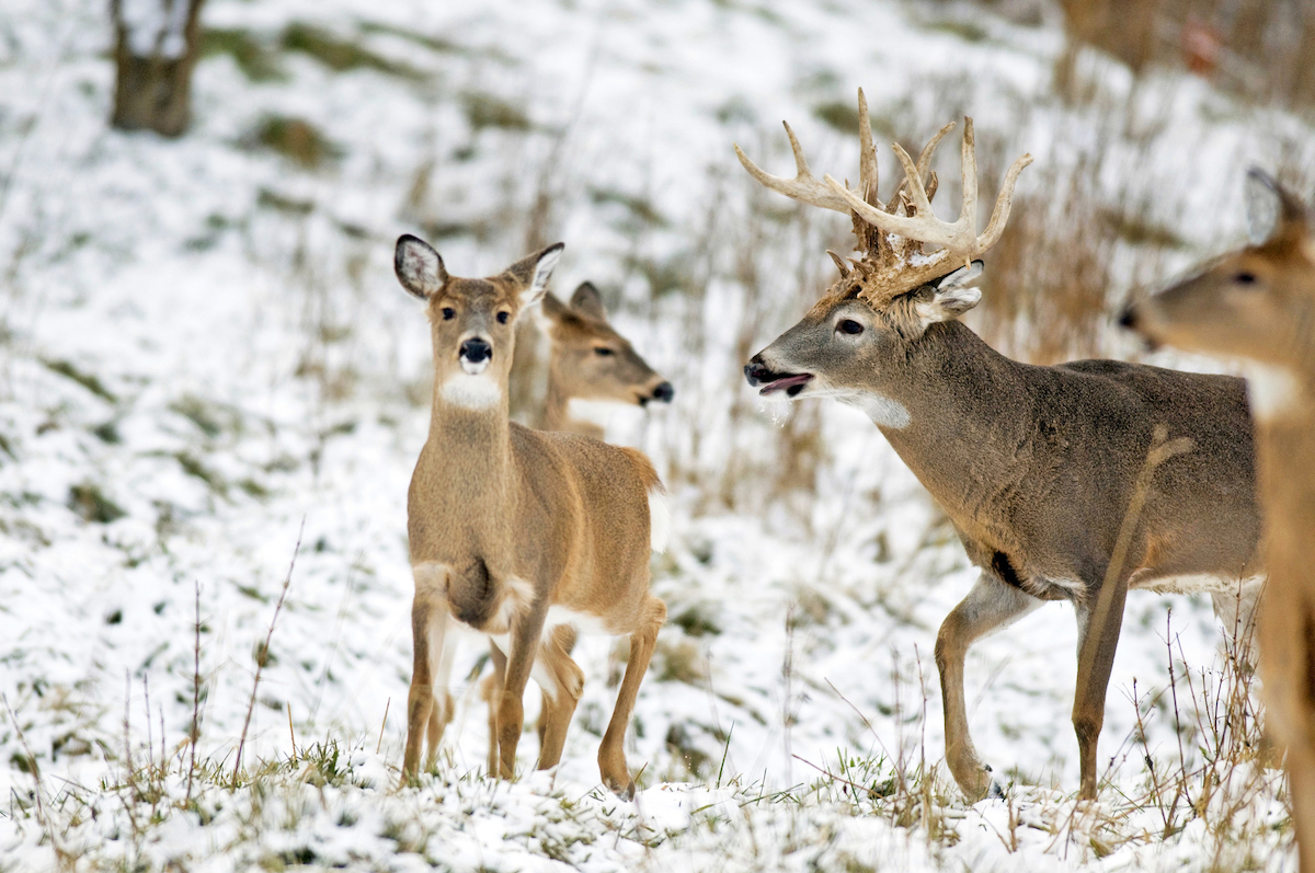 Great Rut Stand Locations