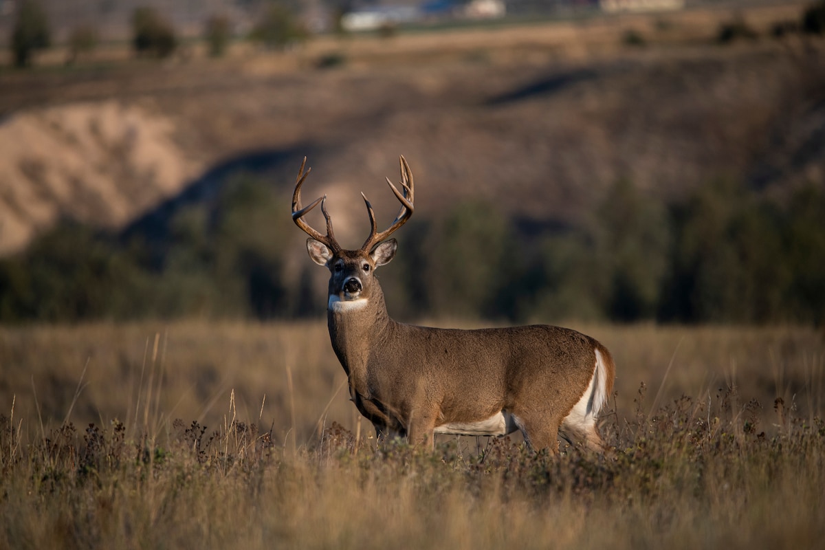 15 Ways You Aren’t Using HuntStand Pro Whitetail, But Should Be