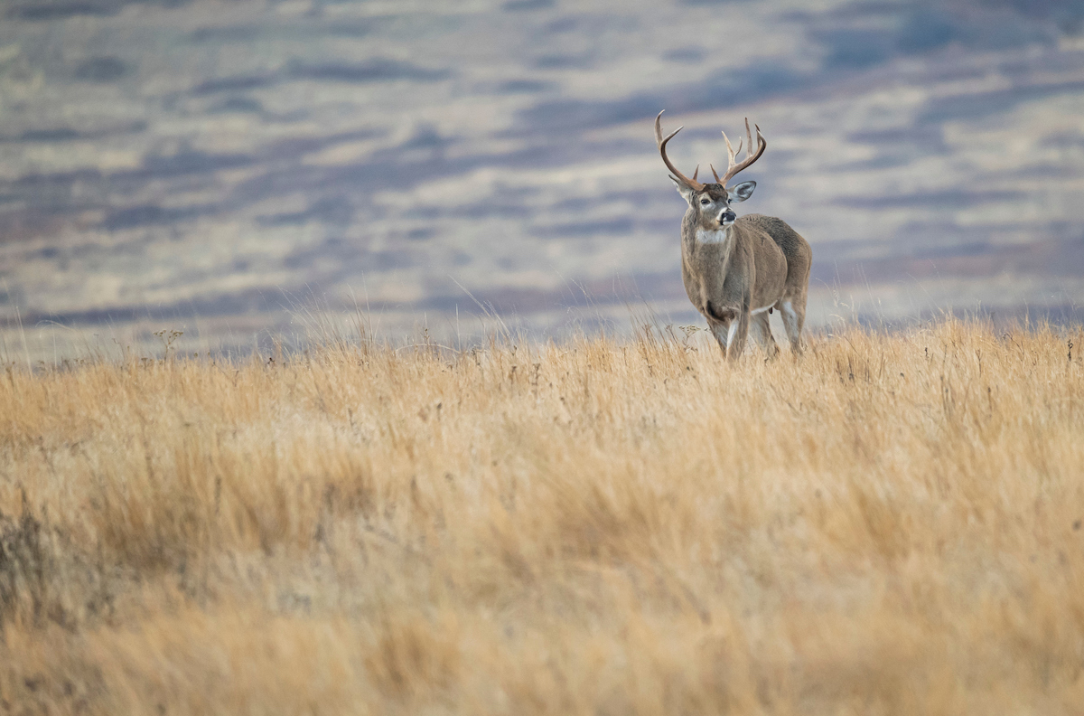 How to Find Deer with Topo Maps HuntStand