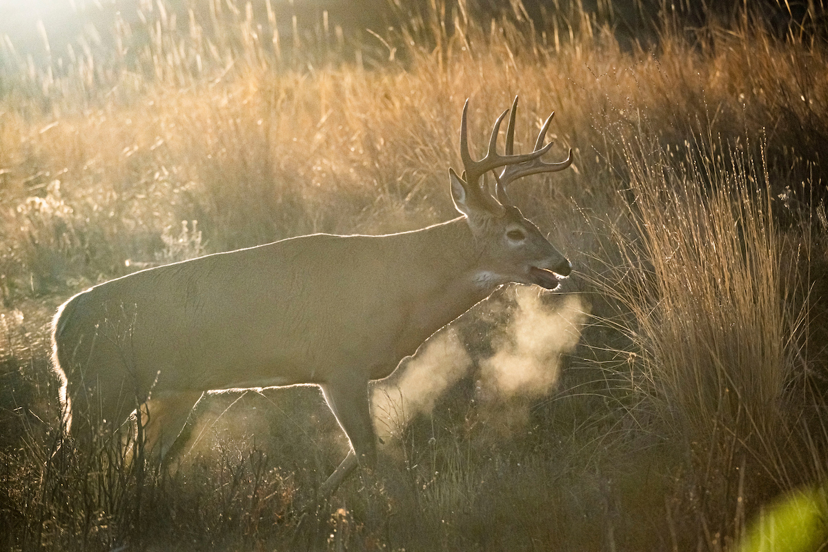 How to Find Deer with Topo Maps - HuntStand
