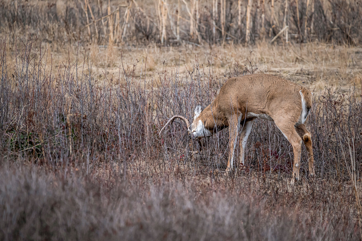 How to Find Deer with Topo Maps HuntStand