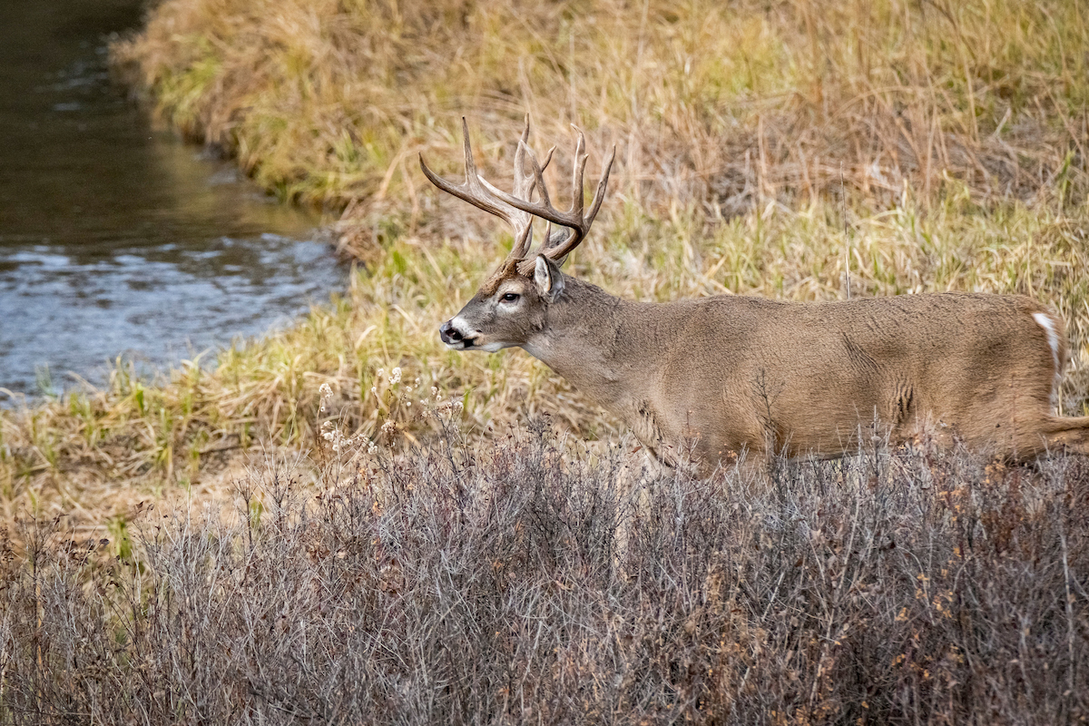 WHITE TAIL MARKING TACKS | Muddy Outdoors