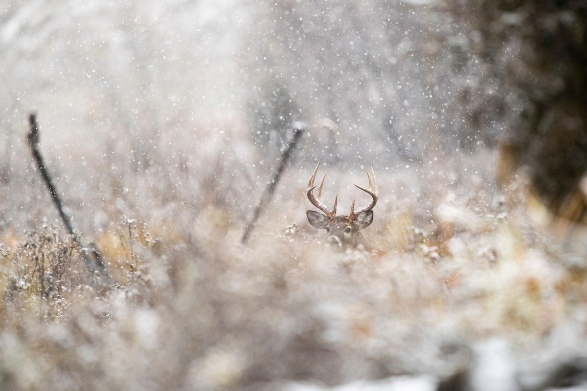 Monster Late-Season Bucks