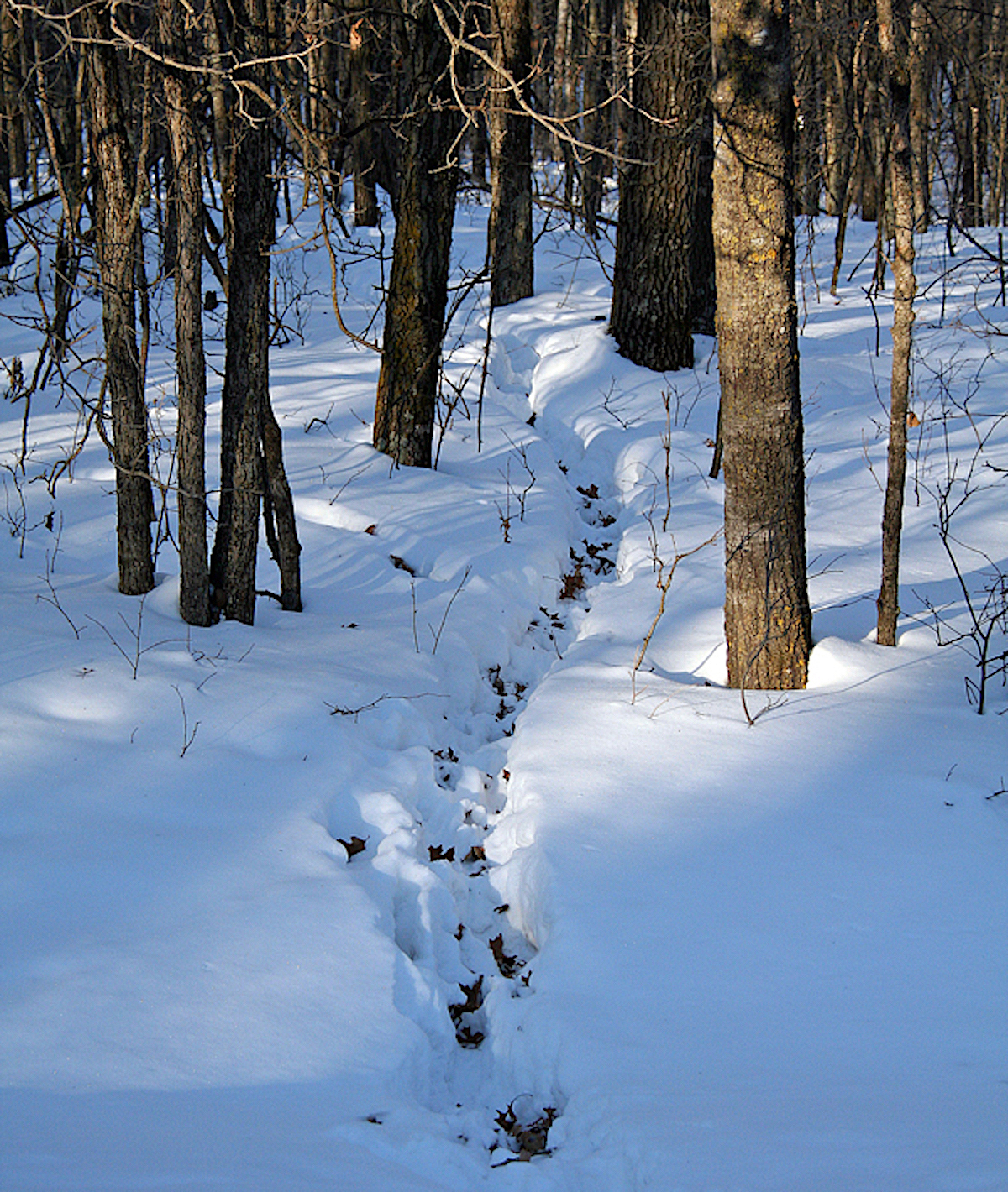 Late-Season Deer Hunting Tips