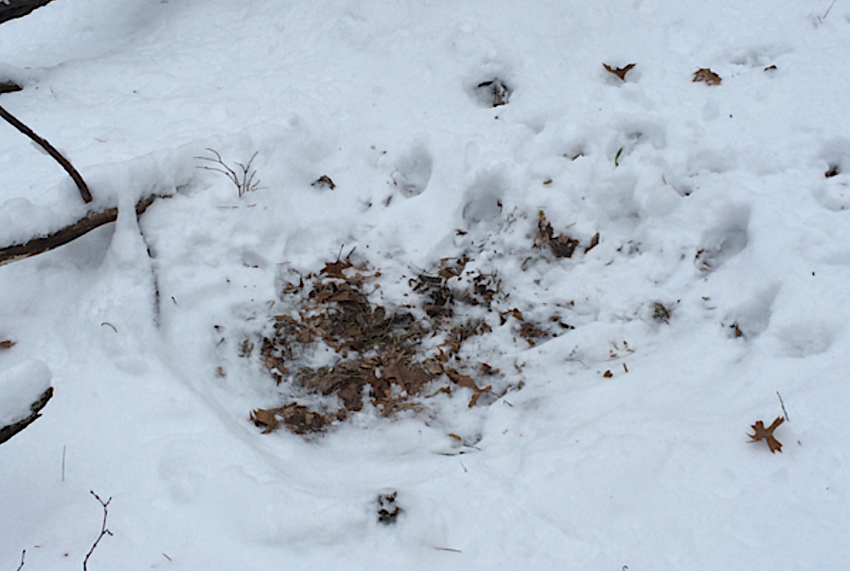 5 Deadly LateSeason Deer Hunting Tips HuntStand