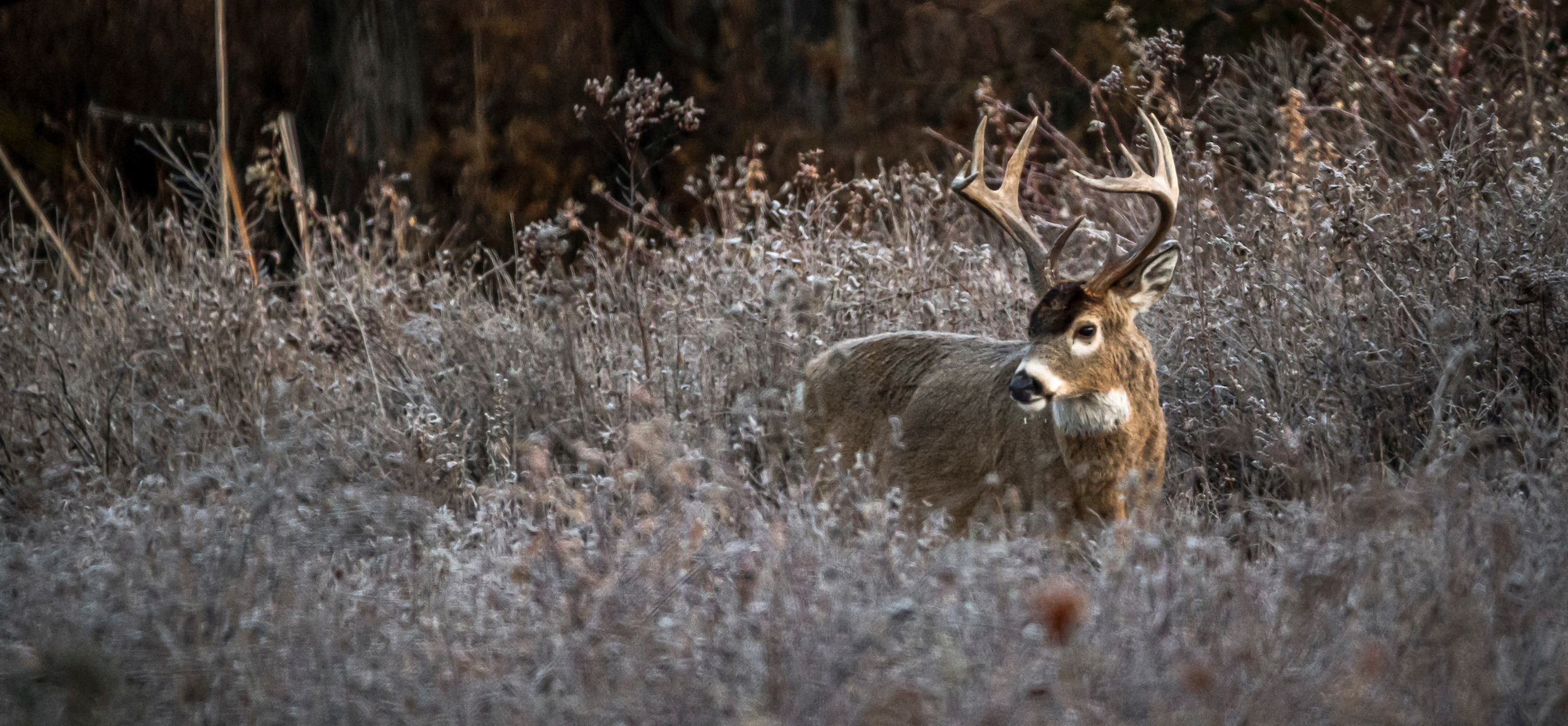 7 Tips for Hunting the Whitetail Rut Lockdown Phase - HuntStand