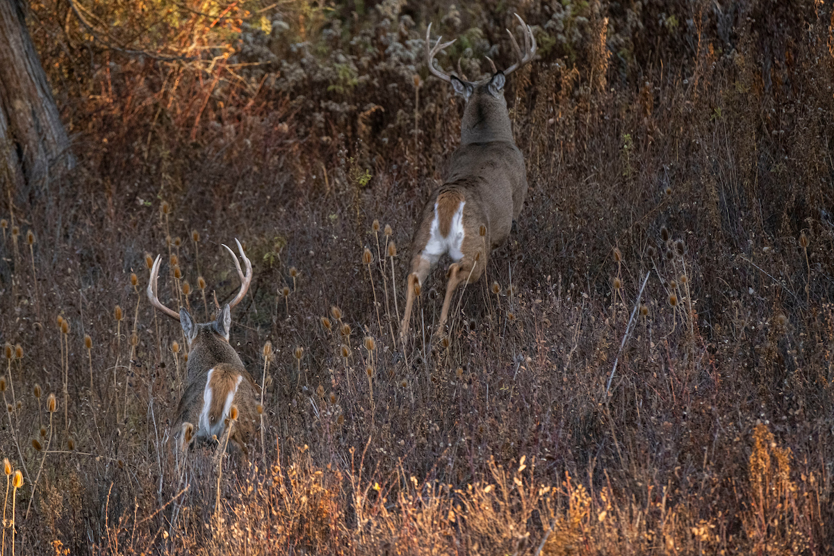 Find Missing Late-Season Bucks