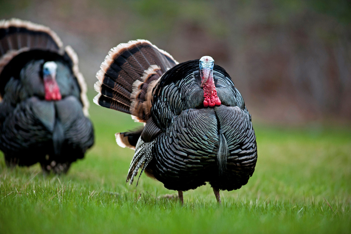 Turkey Creek Trail isn't for turkeys! Moderately difficult and a