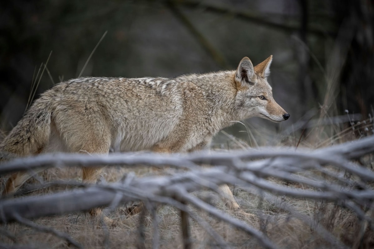 Howling For Coyotes How To Hunt Coyotes During The Mating Season Huntstand