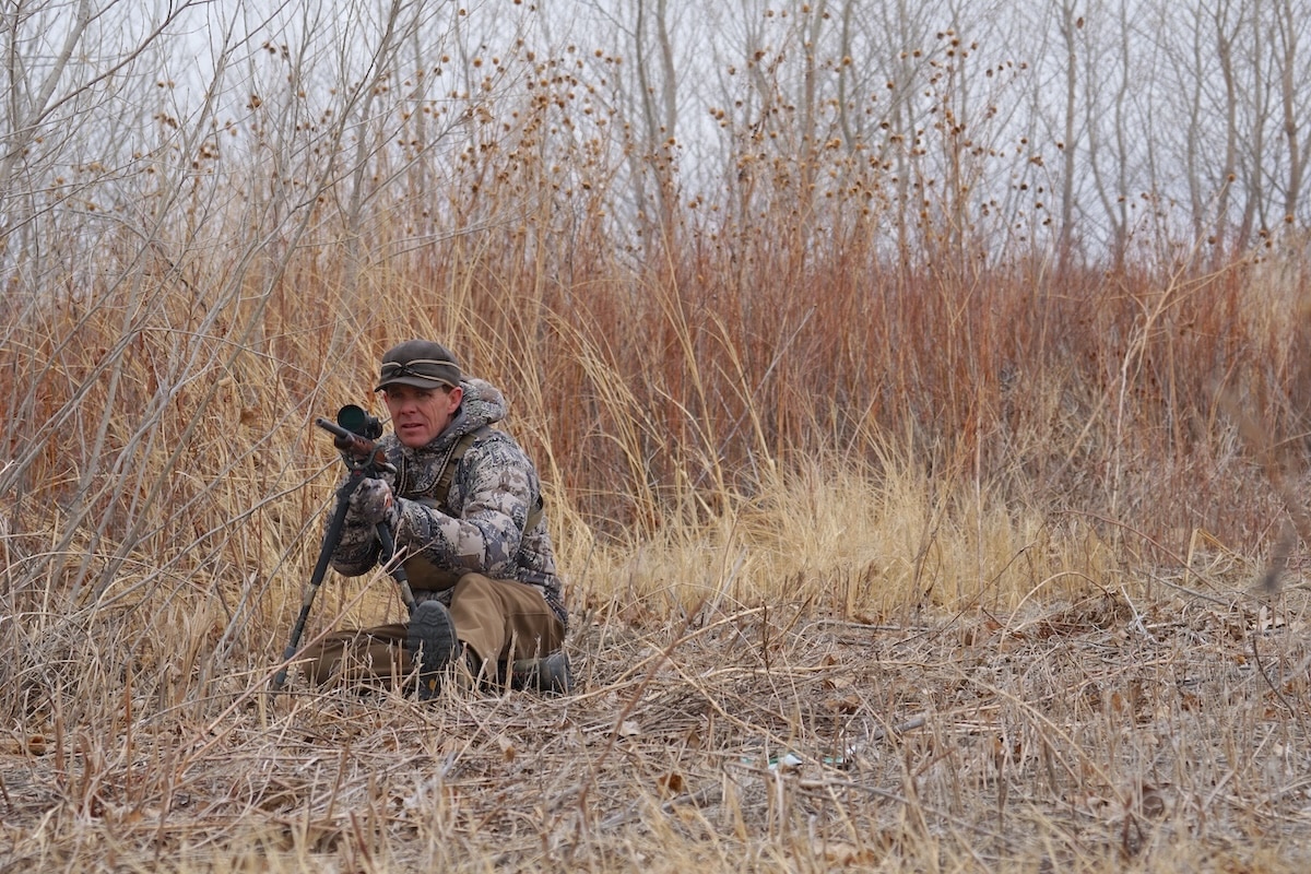 Howling for Coyotes How to Hunt Coyotes During the Mating Season