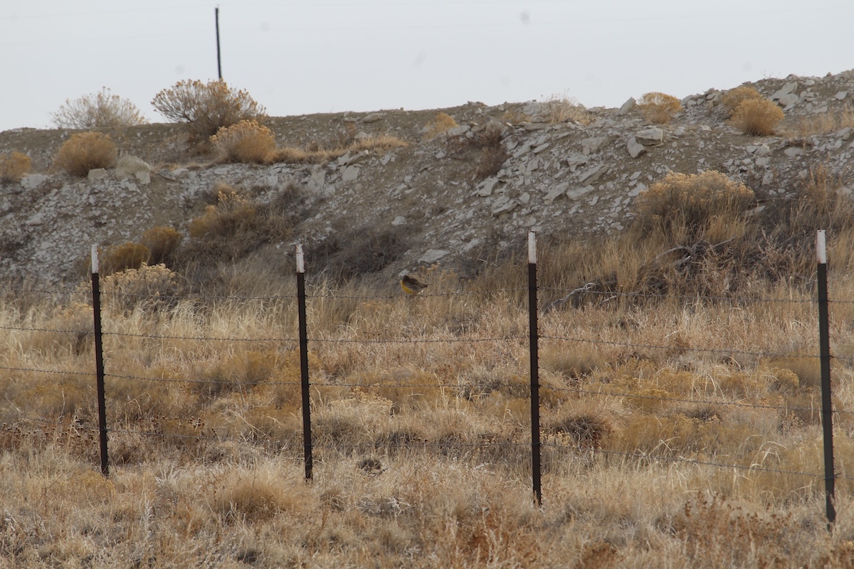 How to Hunt PublicLand Coyotes HuntStand